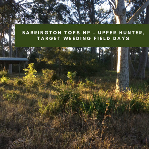 Barrington Tops NP – Upper Hunter, target weeding field days