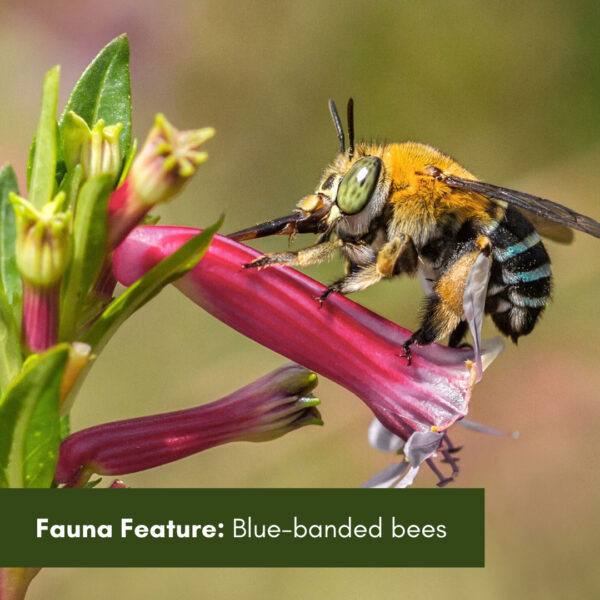 Fauna Feature: Blue-banded bees