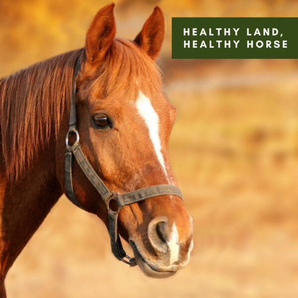 Healthy Land, Healthy Horse
