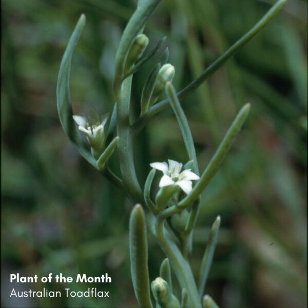 Plant of the Month: Australian Toadflax