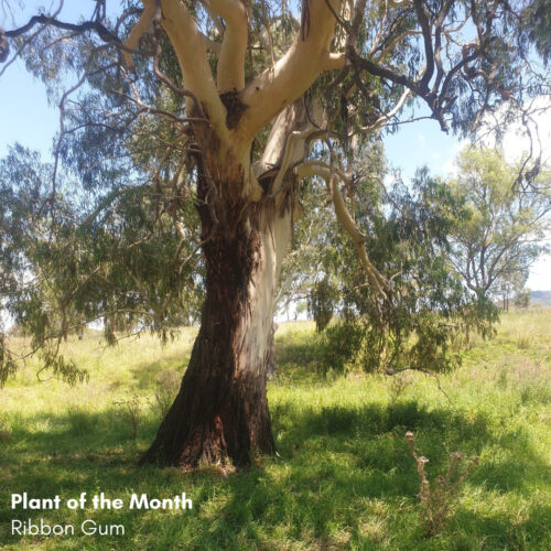 Plant of the Month: Ribbon Gum