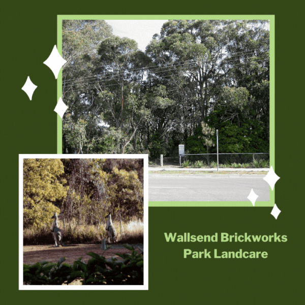 Wallsend Brickworks Park Landcare