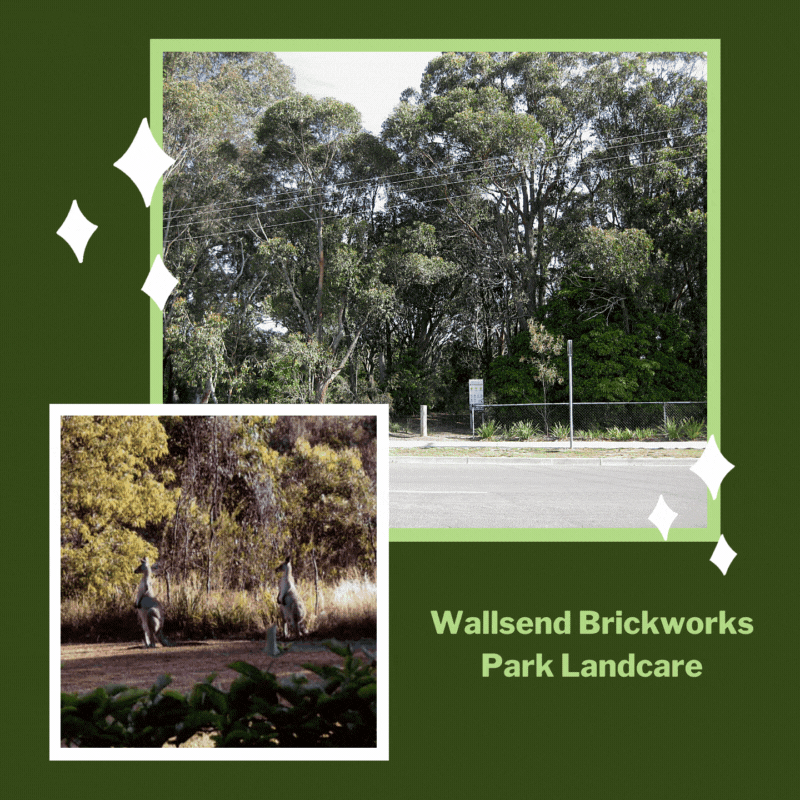 Wallsend Brickworks Park Landcare