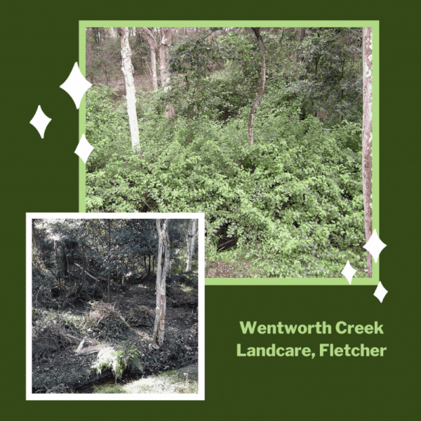 Wentworth Creek Landcare, Fletcher