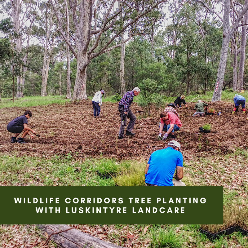 Wildlife Corridors Tree Planting with Luskintyre Landcare