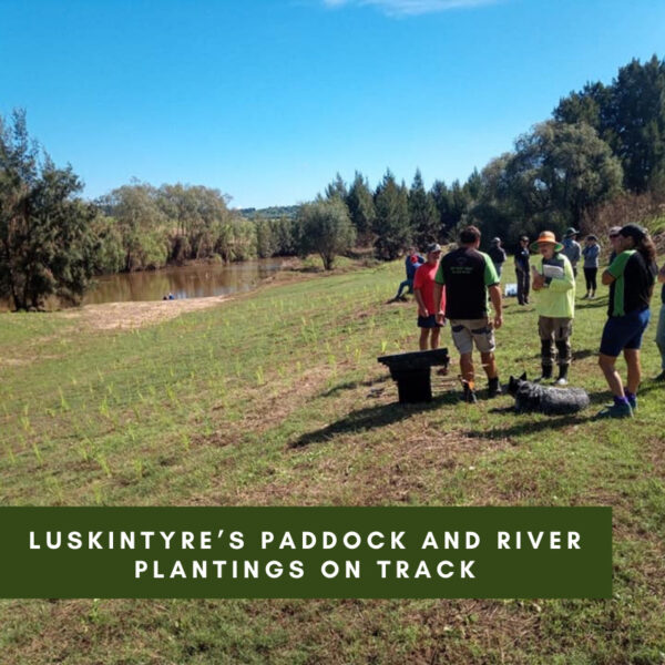 Luskintyre’s paddock and river plantings on track