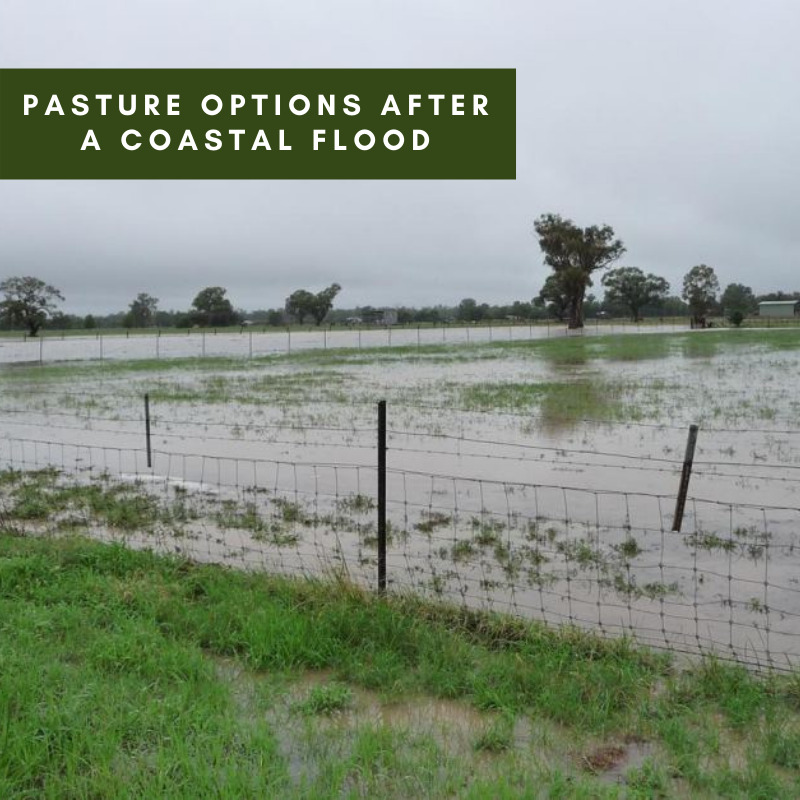 Pasture options after a coastal flood