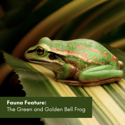 Fauna Feature: The Green and Golden Bell Frog