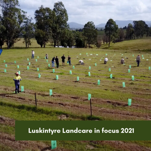 Luskintyre Landcare in focus 2021