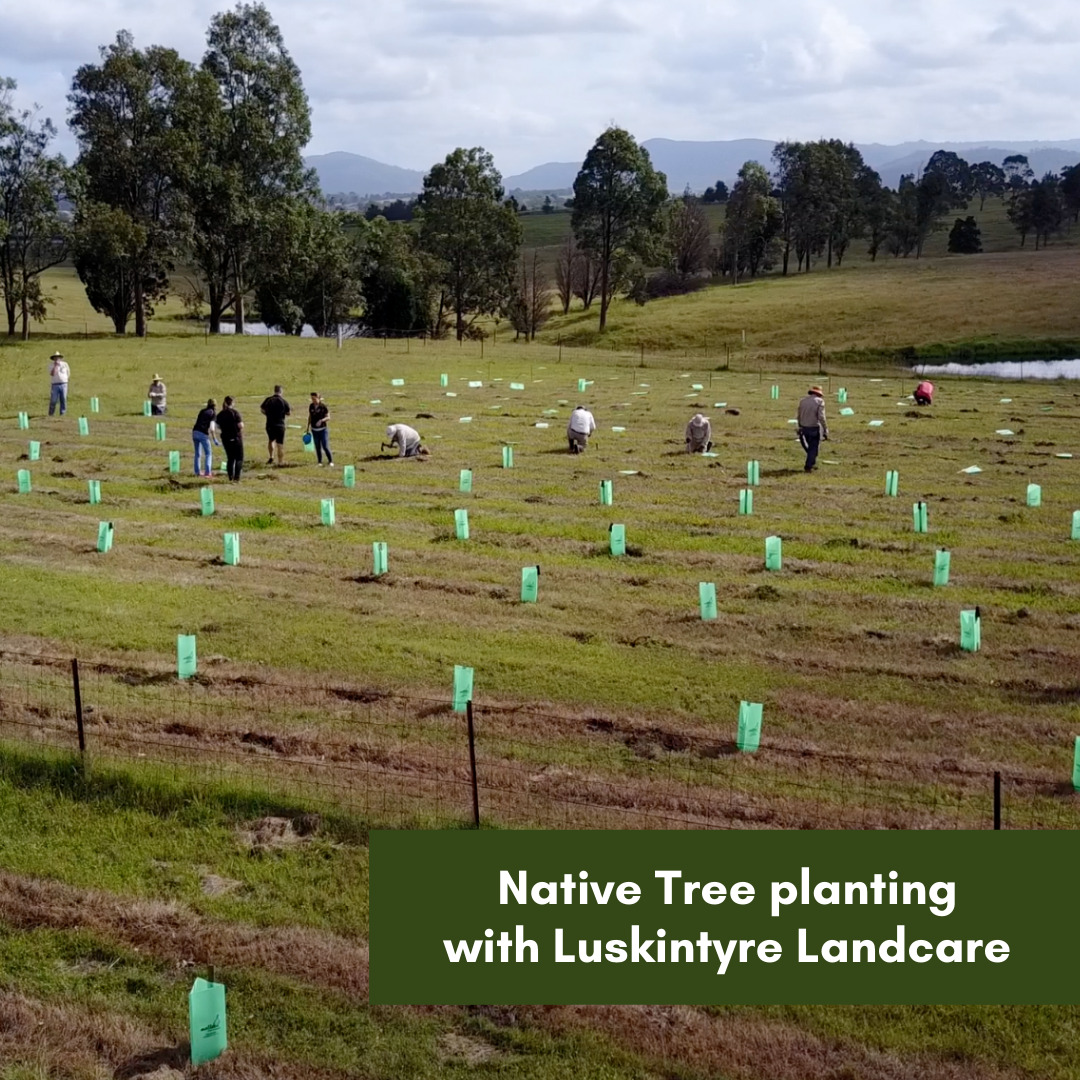 Native Tree planting with Luskintyre Landcare