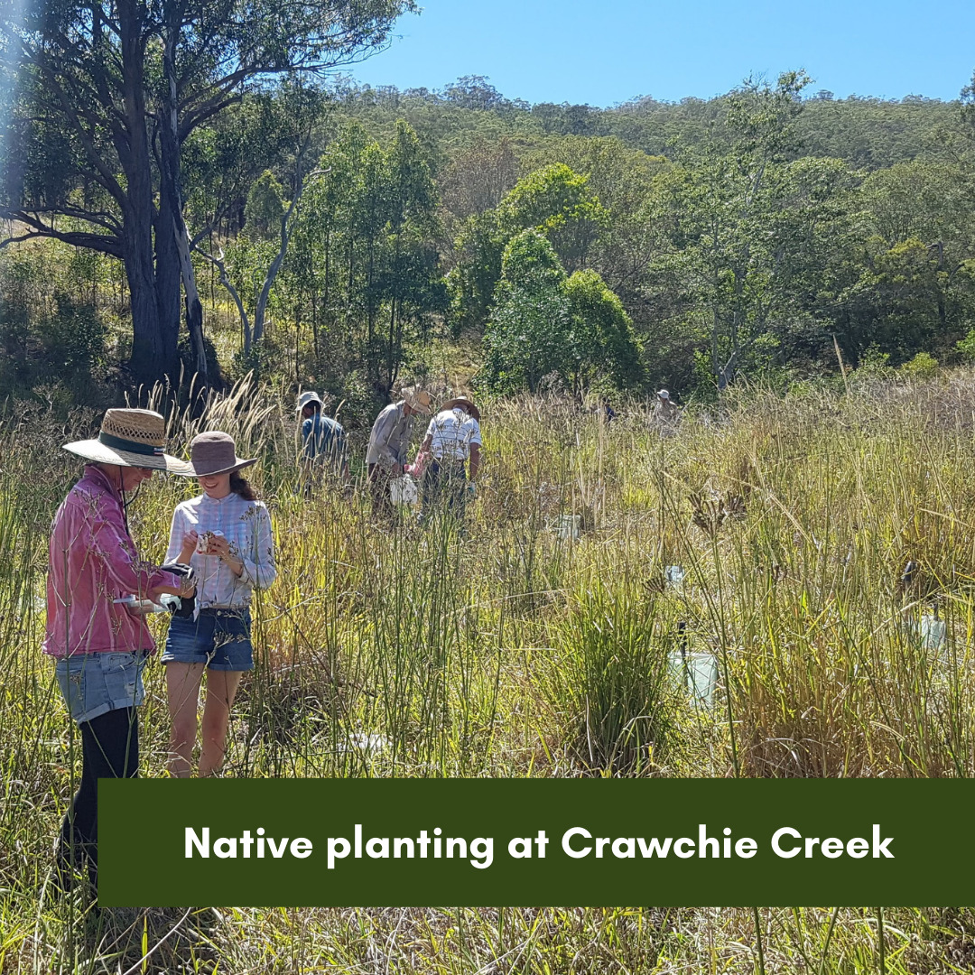 Native planting at Crawchie Creek
