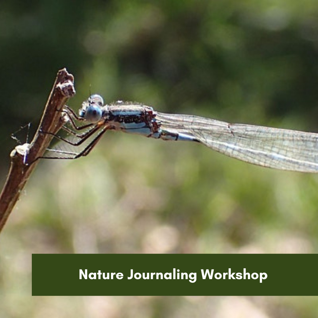 Nature Journaling Workshop