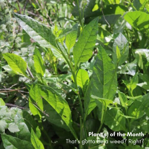Plants of the Month: That’s gotta be a weed?