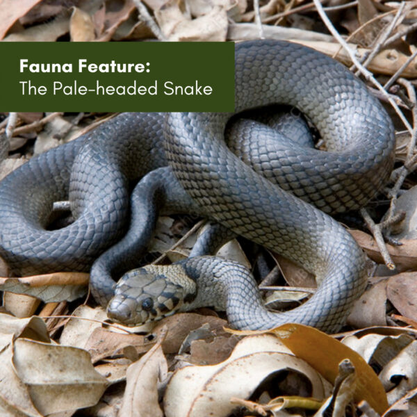 Fauna Feature: The Pale-headed Snake