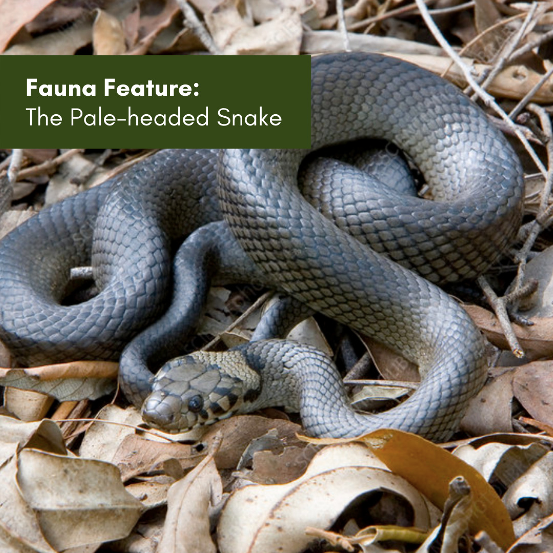 Fauna Feature The Pale-headed Snake