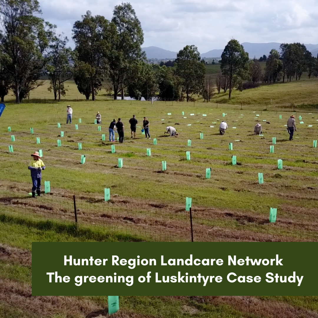 Hunter Region Landcare Network The greening of Luskintyre Case Study