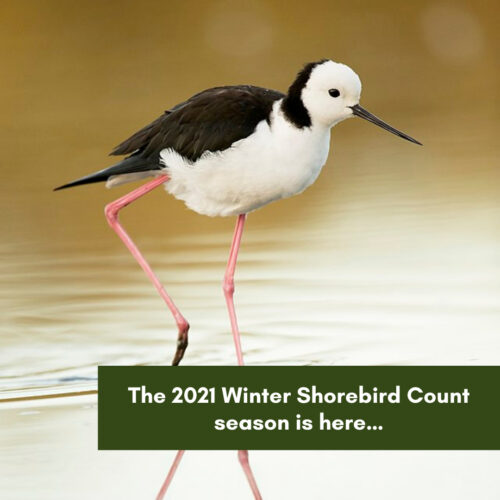 The 2021 Winter Shorebird Count season is here…