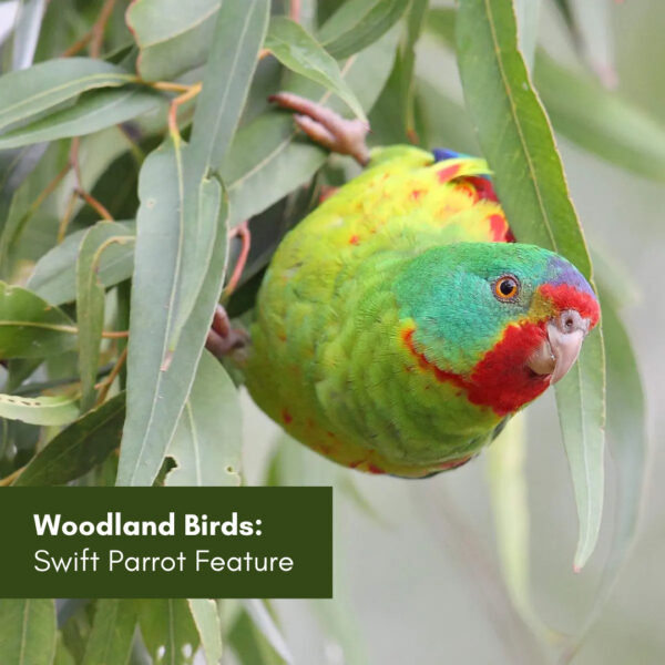 Woodland birds: Swift parrot feature