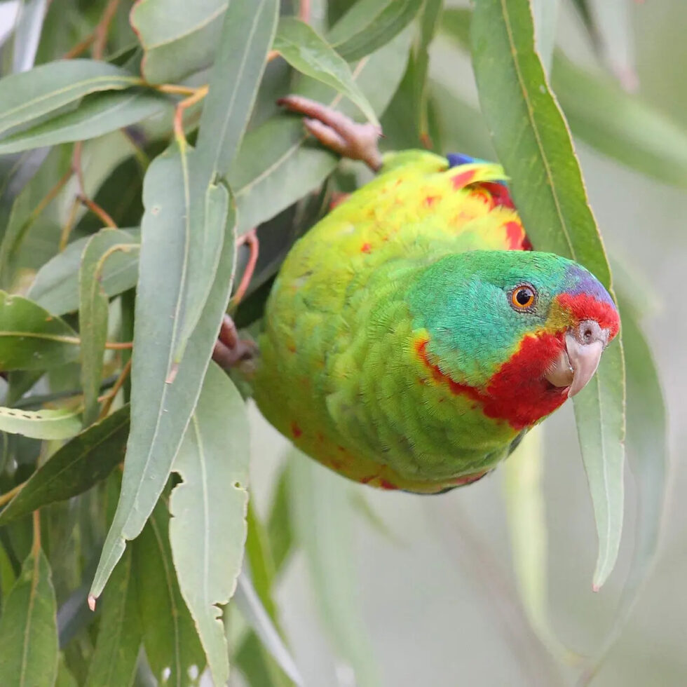 Woodland birds: Swift parrot feature - Hunter Region Landcare Network