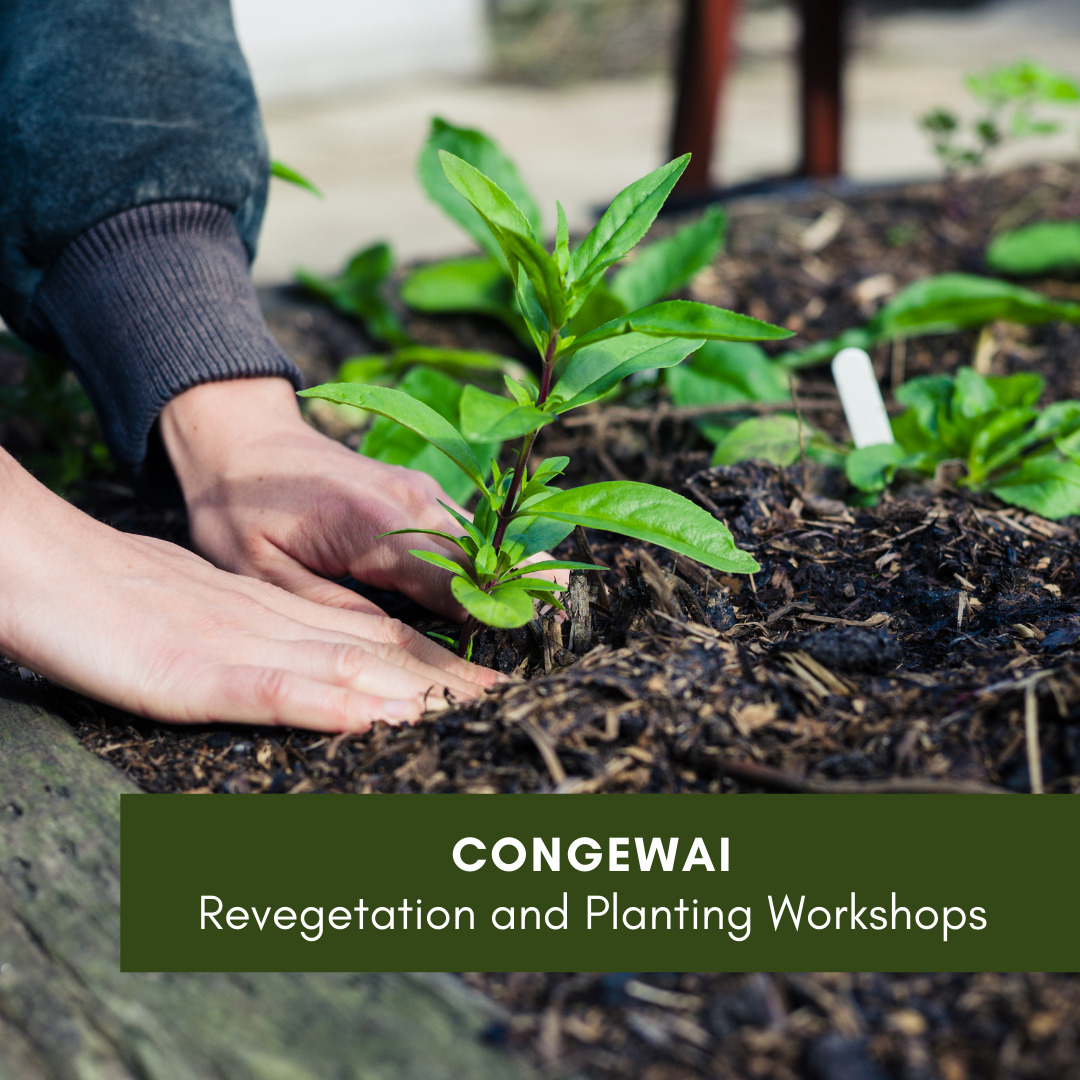 Congewai Revegetation Workshop