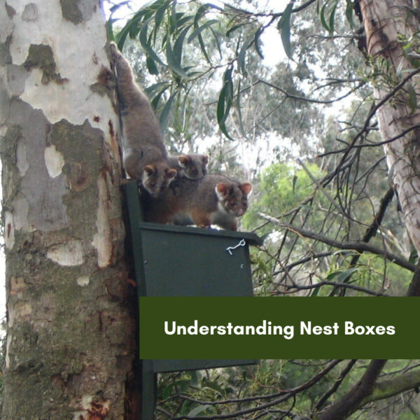 Understanding Nest Boxes