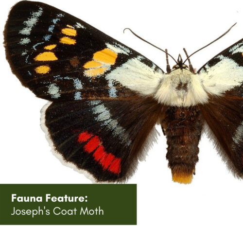 Fauna Feature: Joseph’s Coat Moth