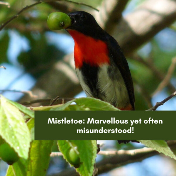 Woodland Birds School Program Feature – Mistletoe: Marvellous yet often misunderstood!