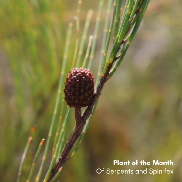Plant of the Month – Of Serpents and Spinifex