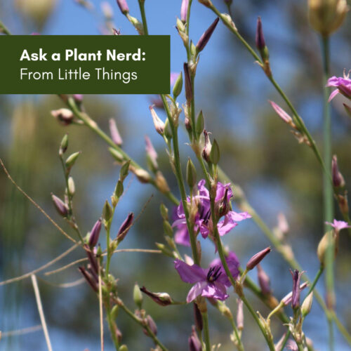 Ask a Plant Nerd: From Little Things