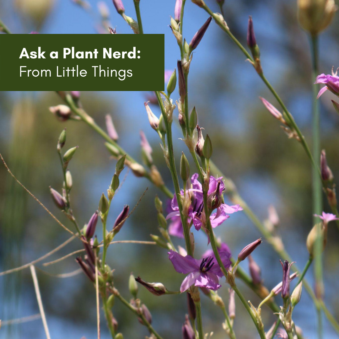 Ask a plant nerd HRLN