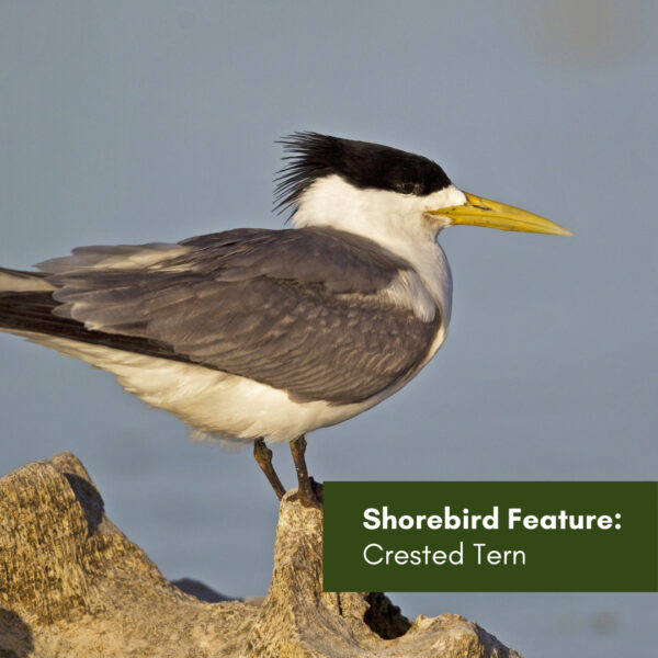 Shorebird Feature: Crested Tern