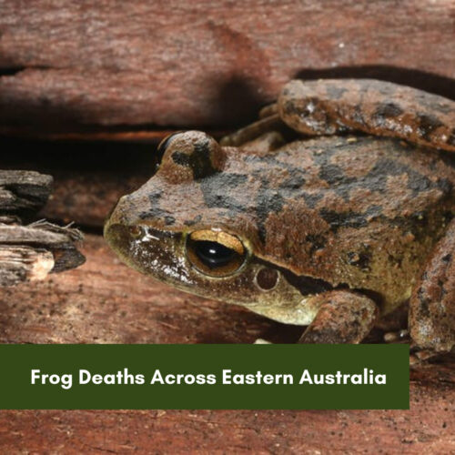 Frog Deaths Across Eastern Australia