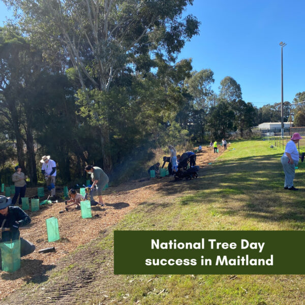National Tree Day success in Maitland