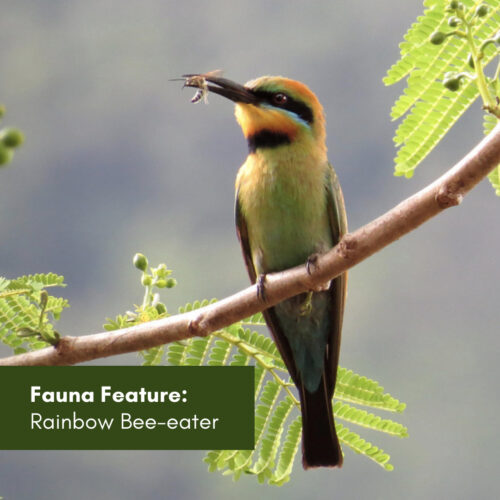 Fauna Feature: Rainbow Bee-eater