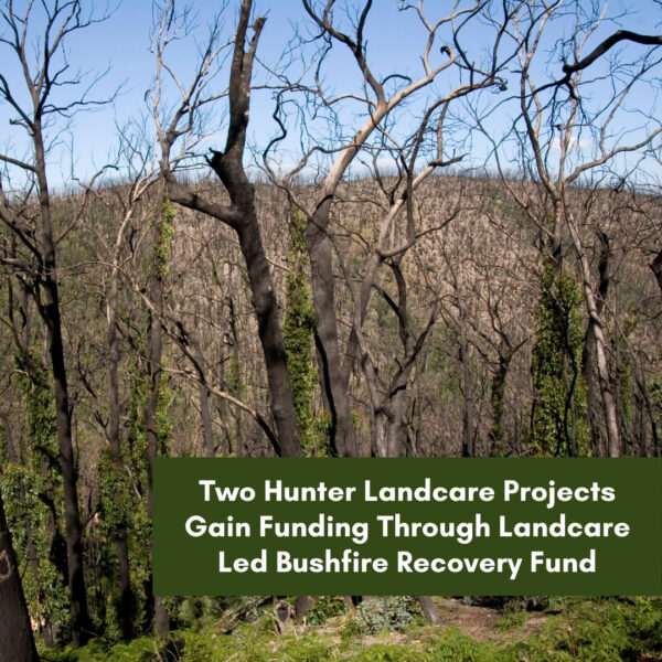 Two Hunter Landcare Projects Funded – Landcare Led Bushfire Recovery Fund