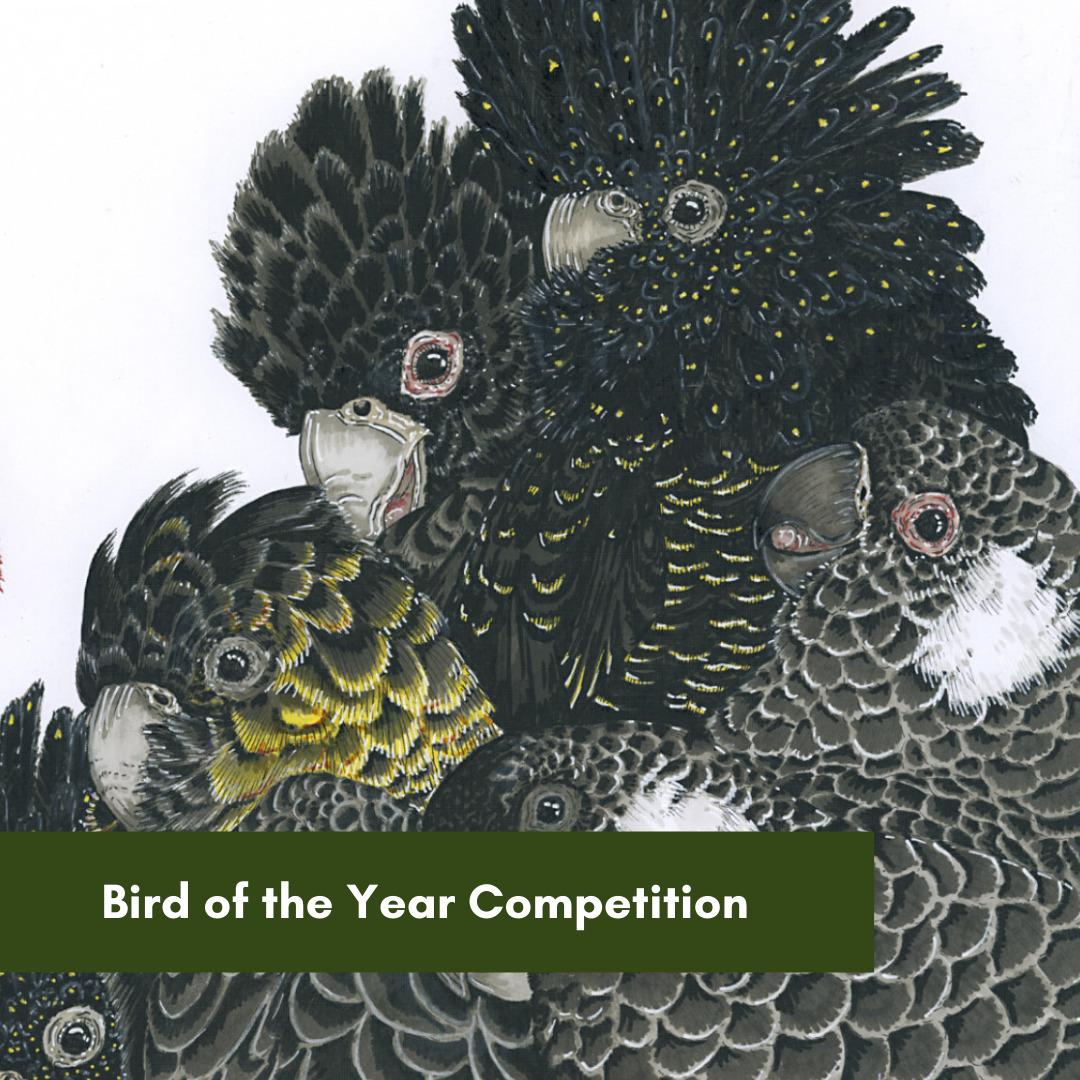 Bird of the Year Competition.