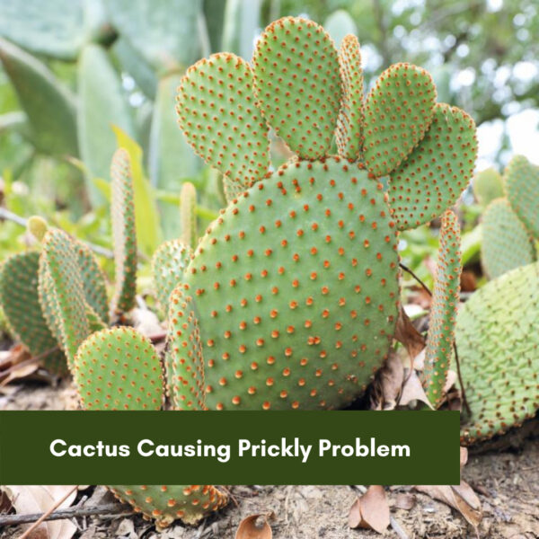 Cactus Causing Prickly Problem