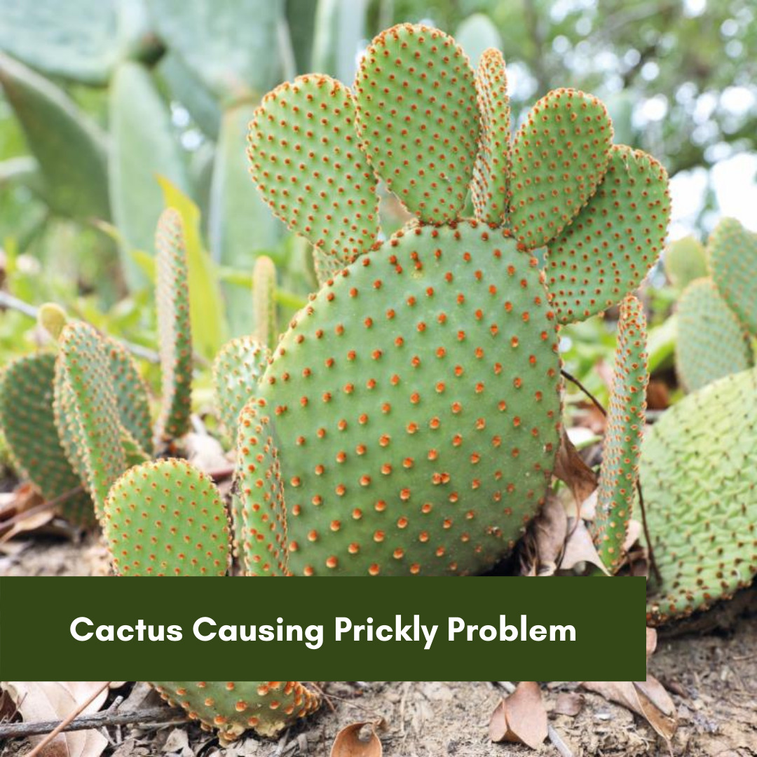 Cactus causing prickly problem Landcare