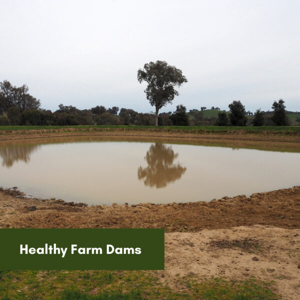 Healthy Farm Dams