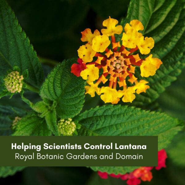Helping Scientists Control Lantana – Royal Botanic Gardens and Domain