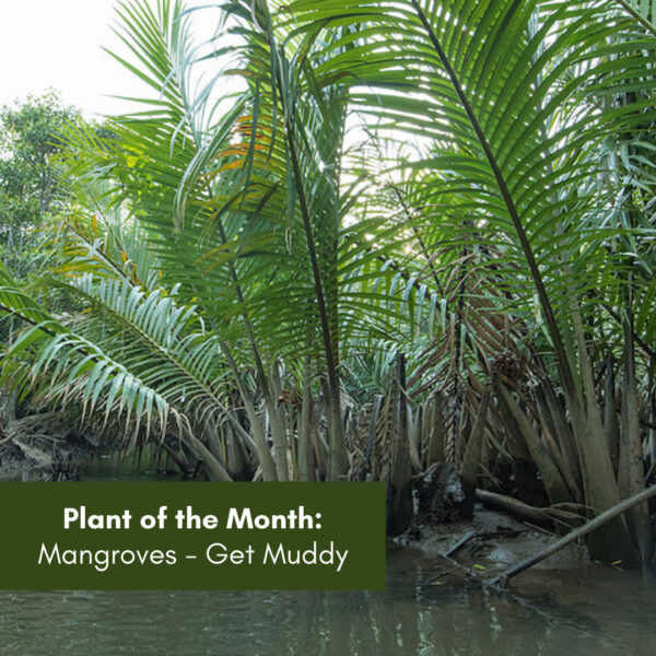 Plant of the Month: Mangroves – Getting Muddy