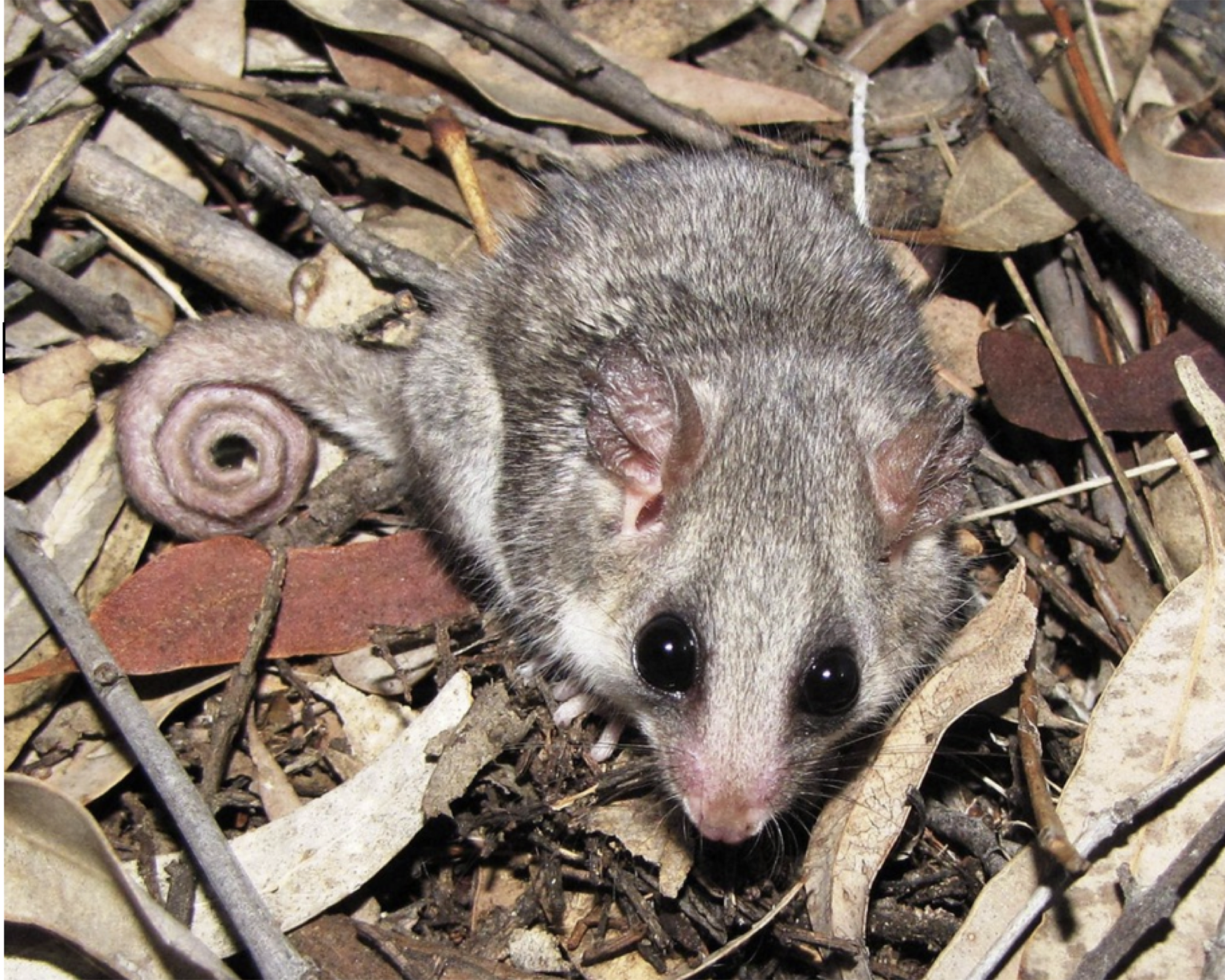 Pygmy-Possum-Landcare-3