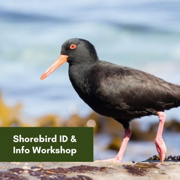 Shorebird-Info-ID