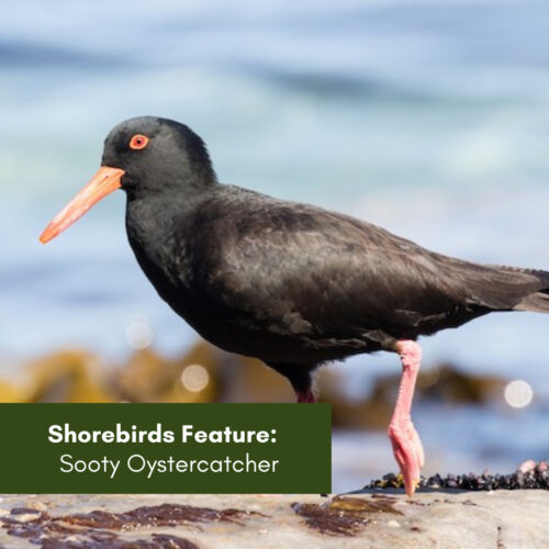Shorebirds feature:  Sooty Oystercatcher