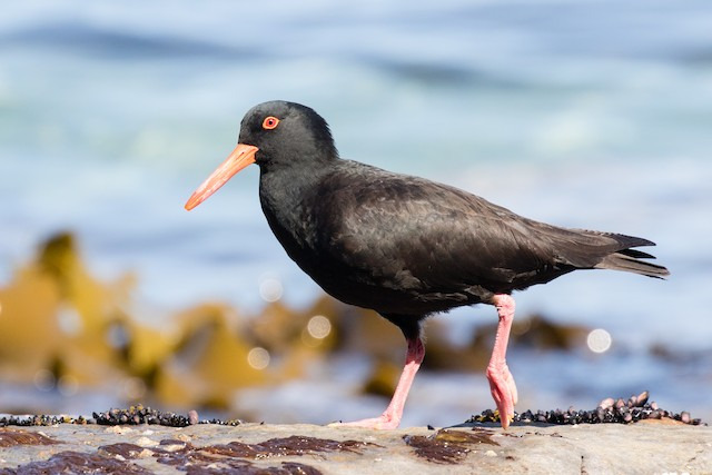 Sooty Oystercatcher Landcare