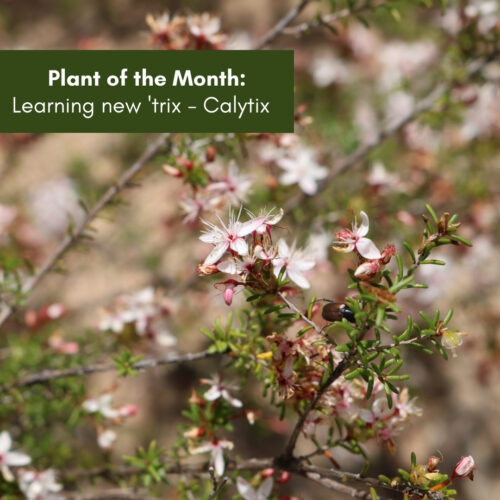 Plant of the Month: Learning new ‘trix