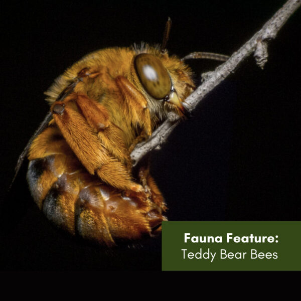 Fauna Feature: Teddy Bear Bees