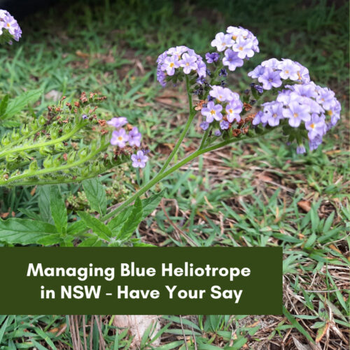 Managing Blue Heliotrope in NSW – Your Views and Experiences Sought