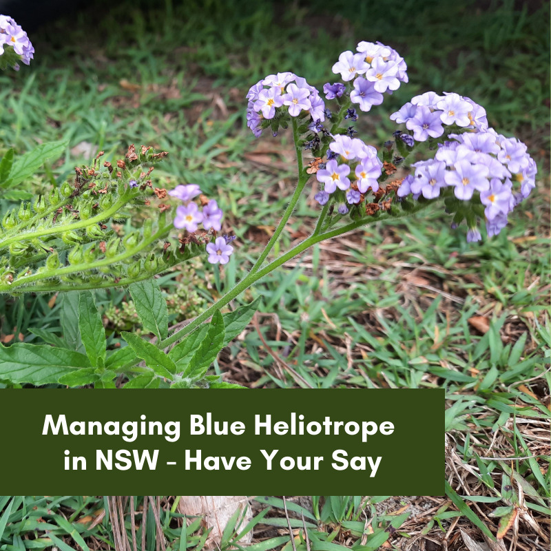 Managing blue heliotrope in NSW