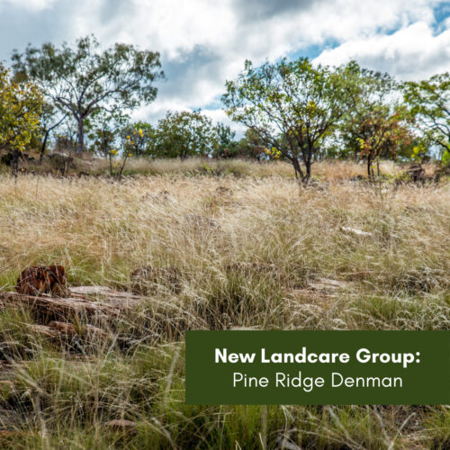 New Landcare Group – Pine Ridge Denman